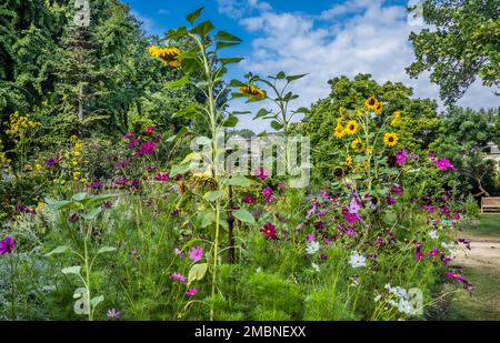 flowers of late summer at the University of Oxford Botanic Garden, the oldest botanic garden in Great Britain and one of the oldest scientific gardens Stock Photo