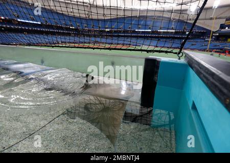 tampa bay rays stadium fish tank