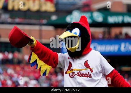 St Louis Cardinal mascot, Fredbird to march in Shortest St Pats