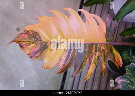 Stunning variegated leaf of Philodendron Caramel Marble Stock Photo