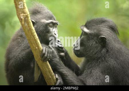 An adult female individual of Sulawesi black-crested macaque (Macaca nigra) is taking care a juvenile (left, age unknown) in Tangkoko Nature Reserve, North Sulawesi, Indonesia. Weaning period of a crested macaque infant—from 5 months of age until 1-year of age—is the earliest phase of life where infant mortality is the highest. Primate scientists from Macaca Nigra Project observed that '17 of the 78 infants (22%) disappeared in their first year of life. Eight of these 17 infants' dead bodies were found with large puncture wounds.' Stock Photo