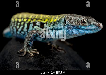 Italian wall lizard (Podarcis siculus klemmeri) male Stock Photo
