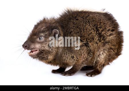 Western tree hyrax (Dendrohyrax dorsalis) Stock Photo