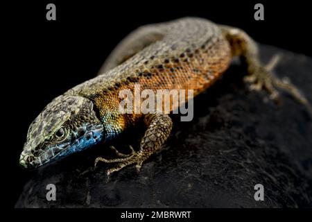 Blue-throated keeled lizard (Algyroides nigropunctatus) male Stock Photo