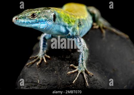 Italian wall lizard (Podarcis siculus klemmeri) Stock Photo