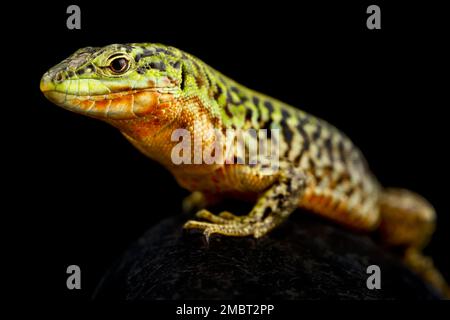 Northern Italian Wall Lizard (Podarcis siculus campestris)…