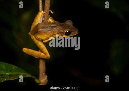 A tree frog resting on a branch on a rainy evening inside Agumbe rain forest Stock Photo