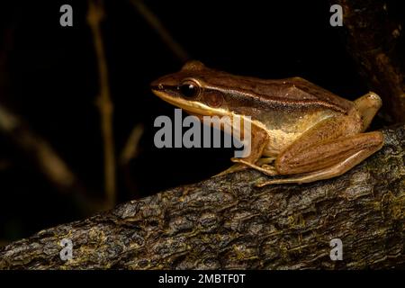 Indian golden backed frog resting on a branch inside agumbe rain forest on a rainy evening Stock Photo