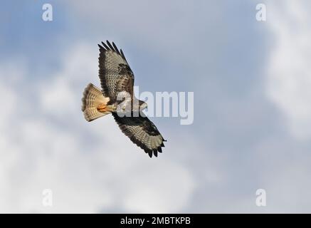 Common buzzard, Buteo buteo flying Stock Photo