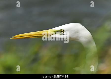 Great Egret, Ardea alba, head Stock Photo