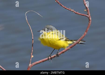 Yellow wagtail Motacilla flava, on branch Stock Photo