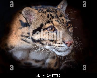 Clouded leopard Neofelis nebulosa  portrait Stock Photo