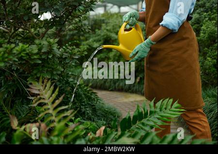 Young woman gardener with watering can caring for plants in hothouse Stock Photo