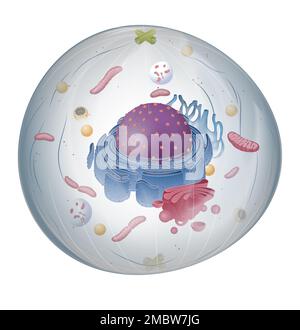 Illustration of the structure of an animal cell. The cell nucleus is ...