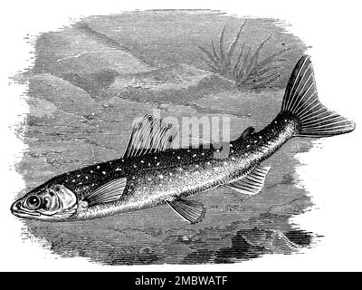 brown trout, Salmo trutta fario,  (encyclopedia, 1893), Bachforelle, truite de rivière Stock Photo