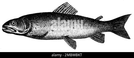 brown trout, Salmo trutta fario,  (cookbook, 1904), Bachforelle, truite de rivière Stock Photo