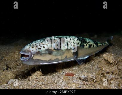 Silver - cheeked toadfish - Lagocephalus sceleratus Stock Photo