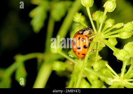 Ladybird beetles (Harmonia, Adalia, Halmus spp.) Stock Photo