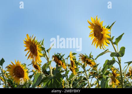 Large heads of sunflowers against the sky, bottom view. Yellow sunflowers and clear blue sky. Organic farming field. Stock Photo