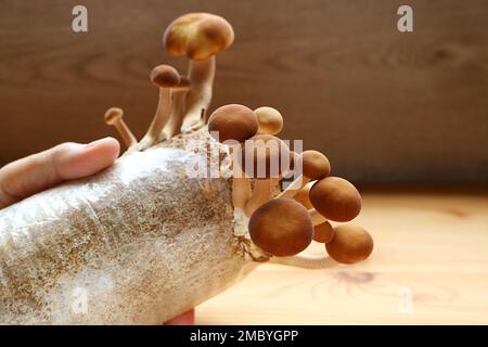 Various Size of Mature Poplar Mushrooms Growing on Mycelium Block as Houseplants Stock Photo