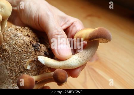 Hand Harvesting Growth Velvet Pioppini Mushroom or Yanagi-matsutake Grown as Houseplant Stock Photo