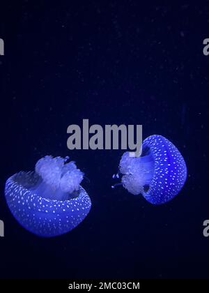 couple of swimming jellyfish in blue water Stock Photo - Alamy
