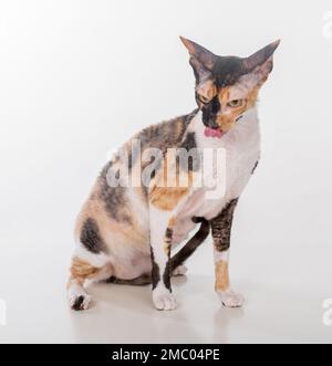 Cornish Rex Cat Isolated on White Background Stock Photo