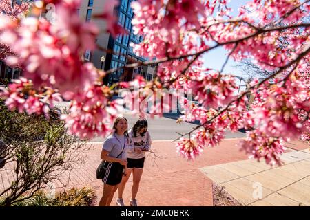 National Cherry Blossom Festival Returns