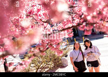 Washington's Iconic National Cherry Blossom Festivities Return