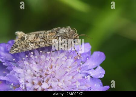 Detailed natural closeup of the nutmeg moth, Anarta trifolii on a pink scvabious flower Stock Photo