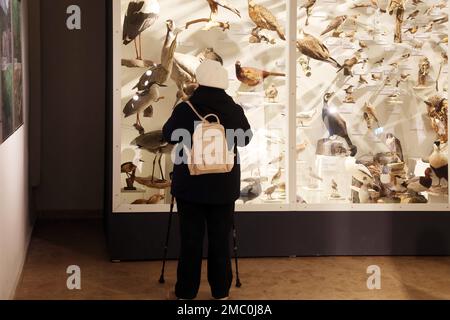 Gera, Germany. 21st Jan, 2023. A visitor looks at exhibited birds in a display case during 'Prehistory Day' at the Natural History Museum. The molars of adult mammoths and mammoth calves from the Lindenthal hyena cave, which are kept in the museum, were threatened by decay. Thanks to a special preparatory treatment in Goch, the teeth found in 1874 in Gera-Pforten could now be secured and preserved for the future. Credit: Bodo Schackow/dpa/Alamy Live News Stock Photo