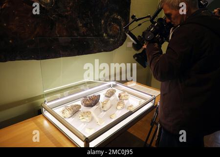 Gera, Germany. 21st Jan, 2023. A cameraman films molars of adult mammoths in a display case during 'Prehistory Day' at the Natural History Museum. The molars of adult mammoths and mammoth calves from the Lindenthal hyena cave, which are kept in the museum, were threatened by decay. Thanks to a special preparatory treatment in Goch, the teeth found in 1874 in Gera-Pforten could now be secured and preserved for the future. Credit: Bodo Schackow/dpa/Alamy Live News Stock Photo