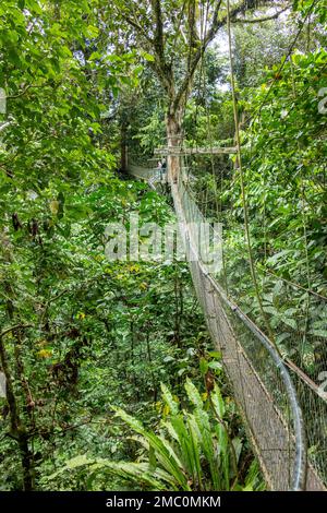 Hanging Walkway in Gunung Mulu National Park Stock Photo