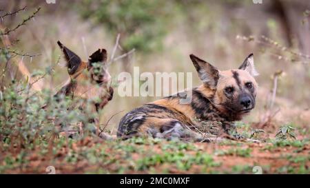 African wilddog at Kruger National Park, South Africa Stock Photo