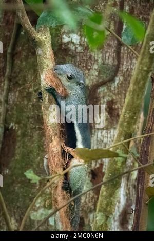 Giant squirrel (Ratufa affinis), Collecting Bark, Mulu, Borneo Stock Photo