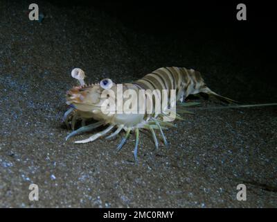 Shrimp pulchricauadatus sp. from Cyprus Stock Photo