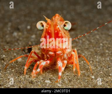 Red shrimp from Cyprus Stock Photo