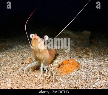 Shrimp at night from Cyprus Stock Photo