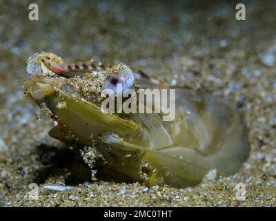 Rare green coloured shrimp from Cyprus Stock Photo