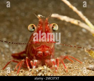 Red shrimp from Cyprus Stock Photo