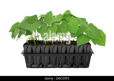 French bean plants growing in root trainer to develop root growth prior to planting out. Upright module in black plastic on white background. Flat lay Stock Photo