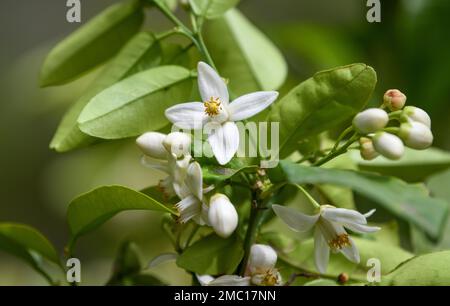 Orange (Citrus sinensis), orange blossom, close-up of flowers and leaves, Costa del Azahar, Spain Stock Photo