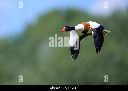 Shelduck (Tadorna tadorna) in flight, Schleswig Holstein, Germany Stock Photo