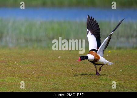 Shelduck (Tadorna tadorna), Schleswig Holstein, Germany Stock Photo