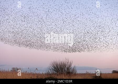 Starlings roosting over the power station at Newport Wetlands Wales Stock Photo