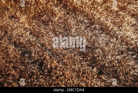 Top view of a wheatfield. Organic food. Flying over a field Directly above view of wheat field. Field before harvesting. Agriculture background. Drone Stock Photo
