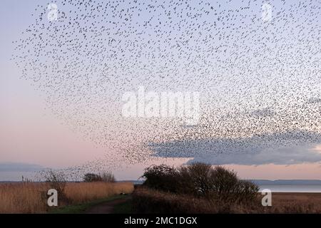 Starlings roosting over the power station at Newport Wetlands Wales Stock Photo