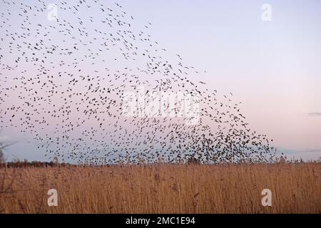 Starlings at Roost at Newport Wetlands Wales Stock Photo