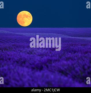 Full moon over the lavender fields on the Palteau de Valensole, Alpes-de-Haute-Provence, Provence, France Stock Photo