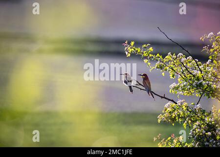A pair of European bee-eaters (Merops apiaster) sitting on a tree branch Stock Photo